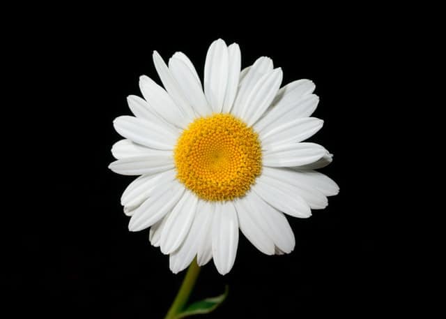 The Margherita pizza is thought to be named after the daisy flower